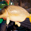 Fishing Sim World®: Pro Tour (Xbox One) - Xbox Live Key - ROW Fishing Sim World®: Pro Tour (Xbox One) - Xbox Live Key - ROW
